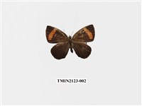 藏品(帶錨紋蛾)的圖片